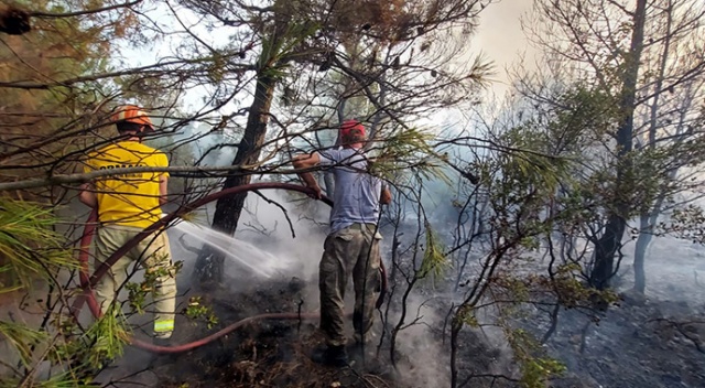 Çanakkale Ezine&#039;de orman yangını çıktı