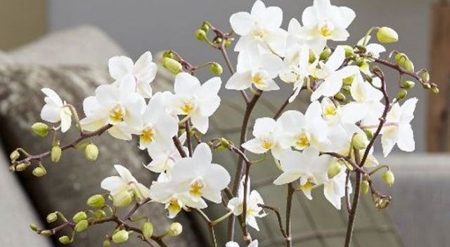 Evinizin nazlısı orkideler ne istiyor?