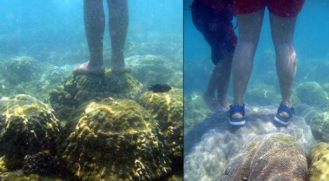Tayland’dan mercanlara zarar veren kimyasal içerikli güneş kremlerine yasak