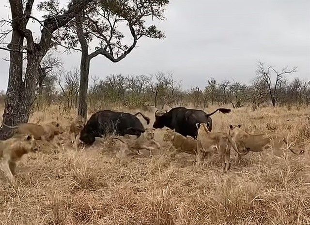 Bufalo aslanları kovup arkadaşını kurtardı