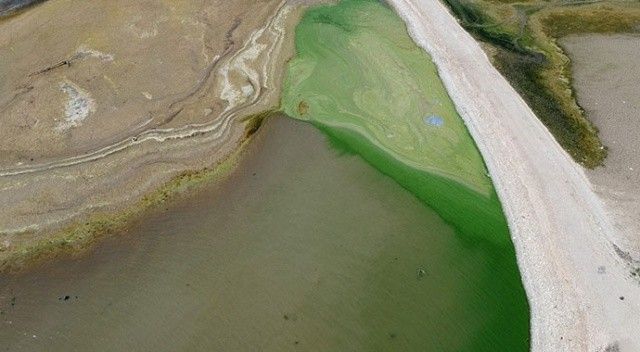 Kuraklık nedeniyle suların çekildiği Atatürk Barajı yeşile büründü!