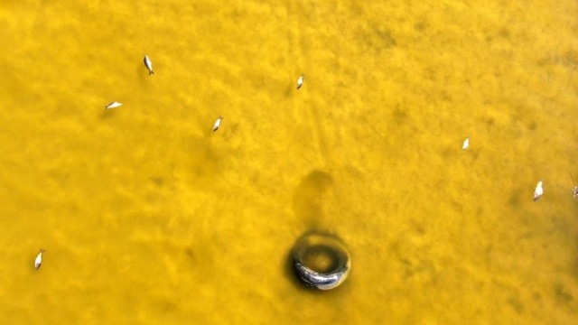 Ulaş Gölü&#039;nde felaket: Rengi sarıya döndü, balık ölümleri başladı