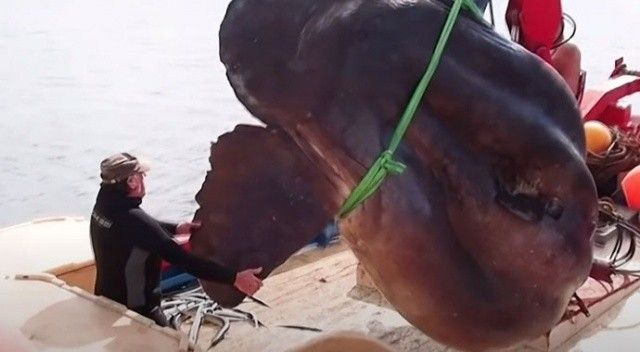 İspanya’da ağlara dev güneş balığı takıldı! 2 ton ağırlığında