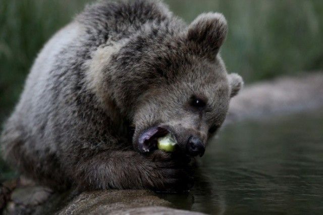 Kanada&#039;da ayıları besleyen kadına rekor ceza!