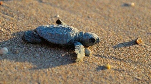 Kaplumbağalara özel koruma