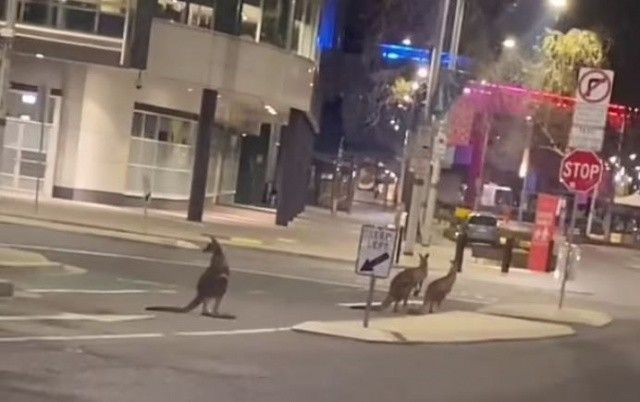 Karantina sebebiyle insanlar evlerine çekildi, sokaklar kangurulara kaldı
