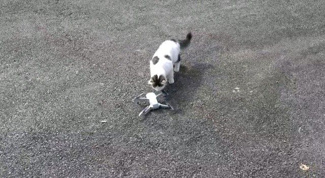 Meraklı kedi drone ile oynadı