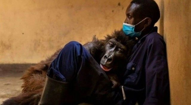 Selfie yıldızı goril olarak tanınmıştı! Bakıcısının kollarında hayatını kaybetti