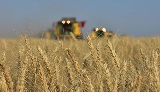 Sürdürülebilir tarım için buğdaya gelir koruma sigortası