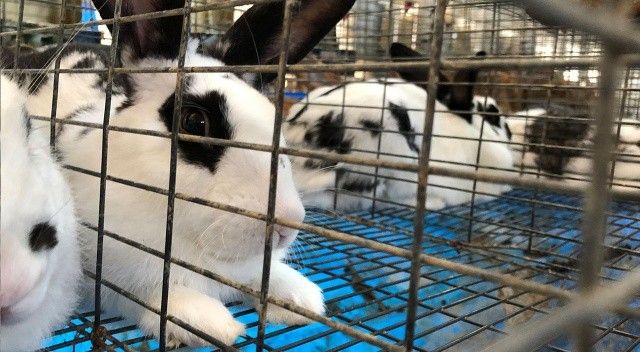 Tavşanlar 180 kişinin hayatını değiştirdi: Ayda 10 bin lira kazanıyorlar