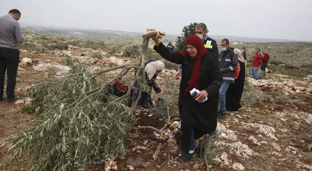 Yahudi yerleşimciler Filistinlilere ait ağaçları söktü