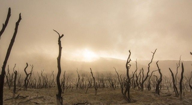 BM iklim zirvesinde liderler 2030&#039;a kadar orman kaybını durdurmayı taahhüt etti