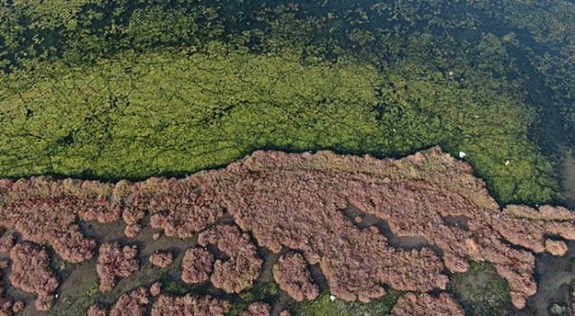 İzmir’i deniz marulu sardı: Su yüzeyi yeşil örtüyle kaplandı