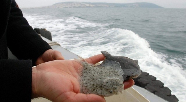 Karadeniz&#039;e 24 yılda 100 binin üzerinde Kalkan yavrusu bırakıldı