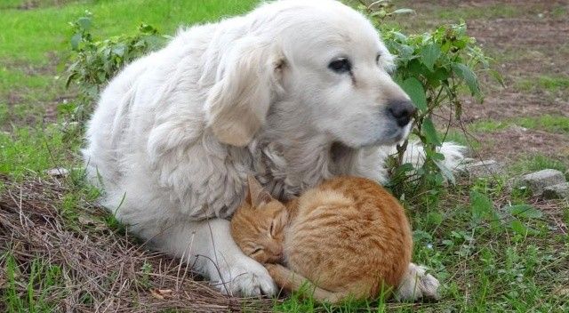 Köpek ile kedinin dostluğu görenleri şaşırtıyor
