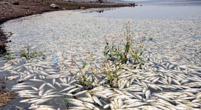 Şanlıurfa Hacı Hıdır Baraj Göleti’nde toplu balık ölümleri