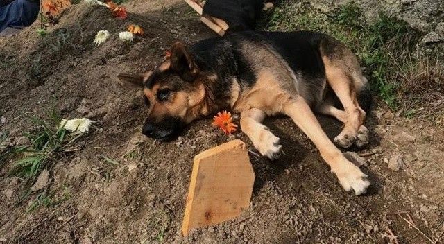 Vefalı köpek ölen sahibinin mezarı başından ayrılmıyor
