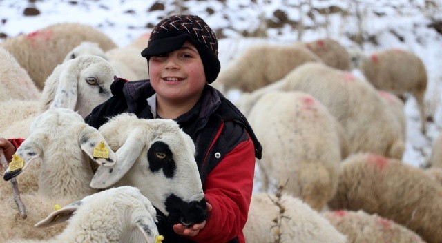 11 yaşındaki Ömer dondurucu soğukta çobanlık yapıyor