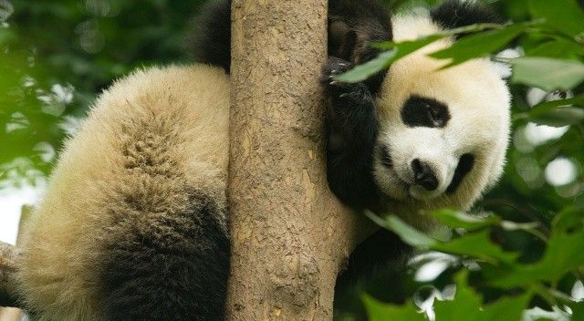 Hayvanat bahçesinde firari panda paniği