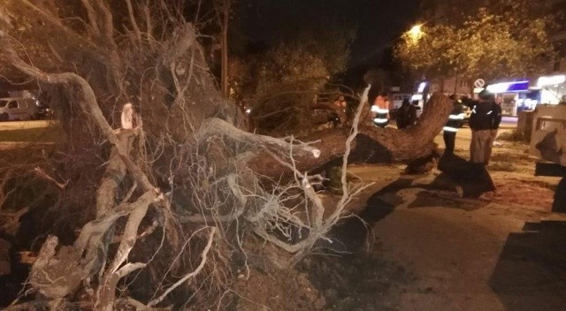 İzmir’de fırtına: Elektrik direkleri devrildi ağaçlar kökünden söküldü