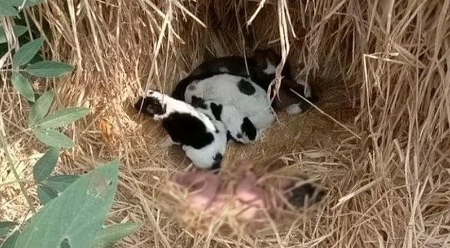 Terk edilen yeni doğmuş bebek, köpekler sayesinde hayatta kaldı