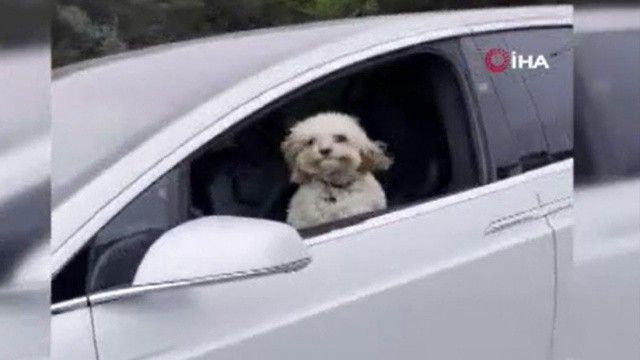 Tesla&#039;nın enteresan şoförü: Direksiyon başına bu defa bir köpek geçti
