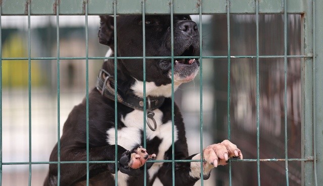 Barınaklar doldu: Yasaklı köpekleri terk eden edene