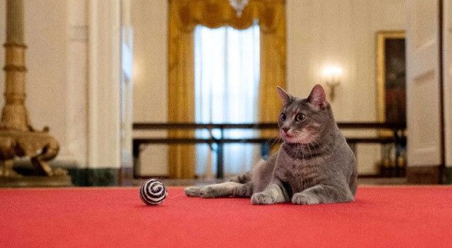 Beyaz Saray’ın yeni üyesi: Kedi Willow