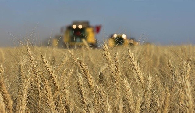 Buğdayda sarı alarm: Fiyatı son 10 yılın zirvesinde