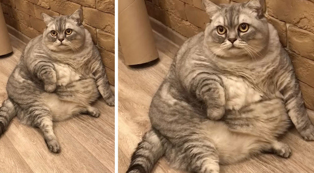 Dünyanın en şişman kedisi: Fotoğrafları sosyal medyayı salladı