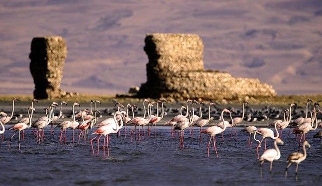 Erdoğan imzaladı: Van&#039;daki Flamingo Alanı için &#039;kesin koruma&#039; kararı