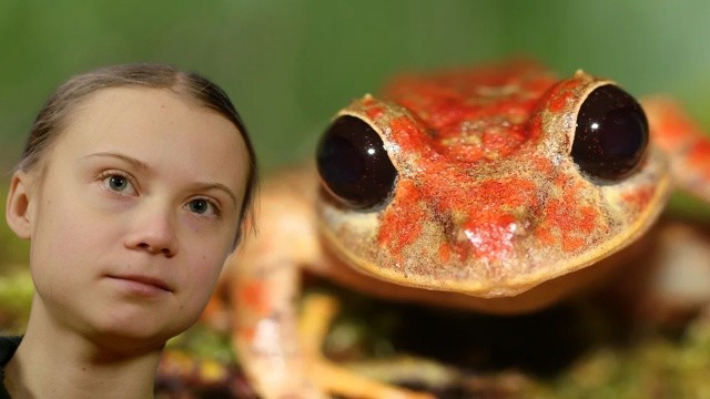 Greta Thunberg&#039;in adını kurbağaya verdiler