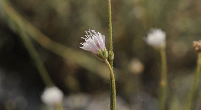 İzmir&#039;de keşfedilen yeni bitki türü bilim dünyasına kazandırıldı