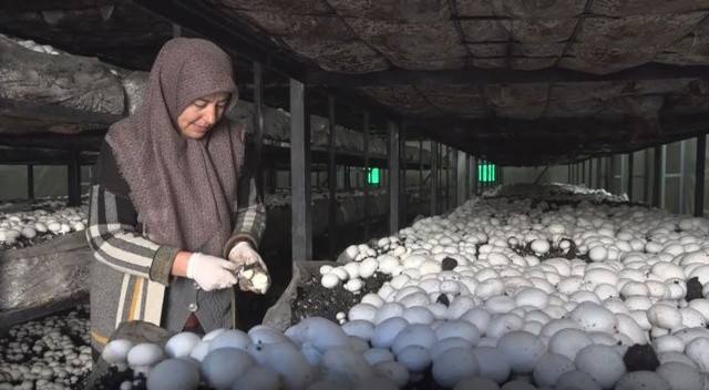 Mantar çiftliği kuran ev hanımı hasat başı 10 bin TL kazanıyor