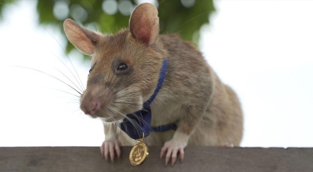 Ödüllü fare Magawa öldü