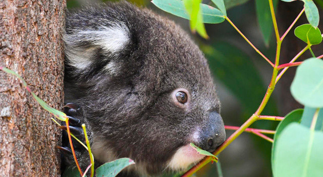 Avustralya koalaları nesli tükenmekte olan hayvanlar listesine aldı