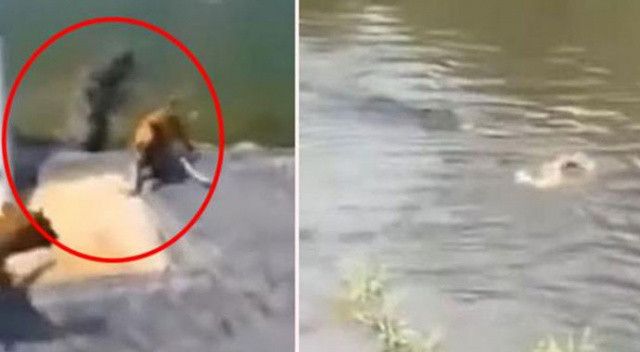 Böyle vicdansızlık görülmedi: Köpekleri timsah dolu suya attılar