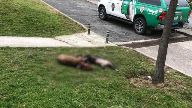 Çocuk parkında dehşet: Kendilerine saldıran Pitbull köpeklerini silahla öldürdüler