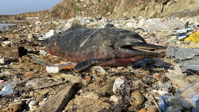 Eyüpsultan sahilinde korkutan görüntü, 24 ölü yunus balığı kıyıya vurdu