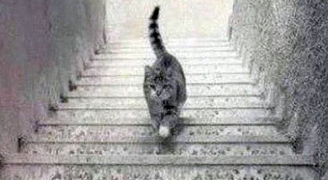 Kedi merdivenden iniyor mu, çıkıyor mu?: Cevabınız karakterinizi ele verecek