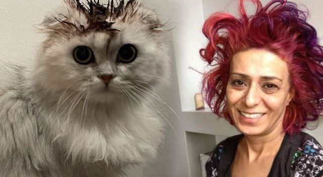 Yıldız Tilbe yine yaptı yapacağını… Kedisinin tüylerini boyayan şarkıcı sosyal medyayı ayağa kaldırdı