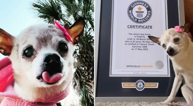 &quot;Dünyanın en yaşlı köpeği&quot; Guinness Rekorlar Kitabı’na girdi