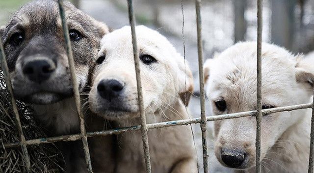 ABD’de ilginç sınırlama: Köpekler artık istedikleri kadar havlayamayacak