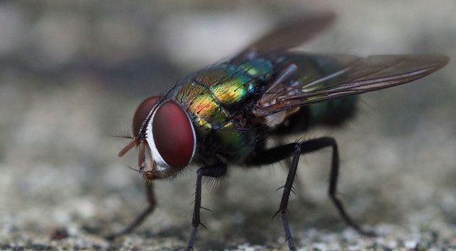Avrupa’da kör eden sinek alarmı! Yetkililer uyardı: Vücutta enfeksiyona da neden oluyor