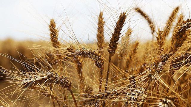 Bakanlıktan Hindistan&#039;dan buğday ithalatı iddialarına yalanlama geldi