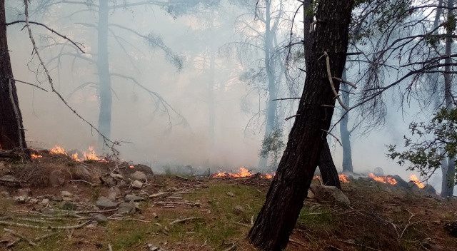 İzmir’deki orman yangınlarında 12 hektarlık alan zarar gördü