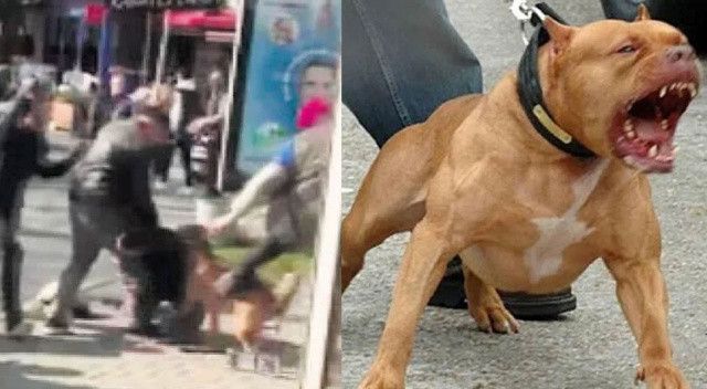Pitbull silah sayıldı! Beyoğlu’nda dehşeti yaşatan sanığa 2,5 yıl hapis cezası
