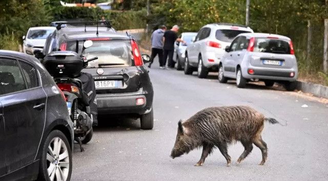 Roma&#039;da domuz vebası alarmı!