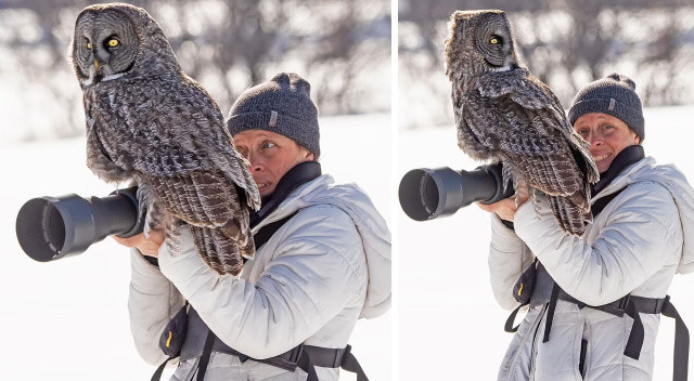 Yaban hayatı fotoğrafçısı: Çekim yaparken fotoğraf makinesine baykuş kondu