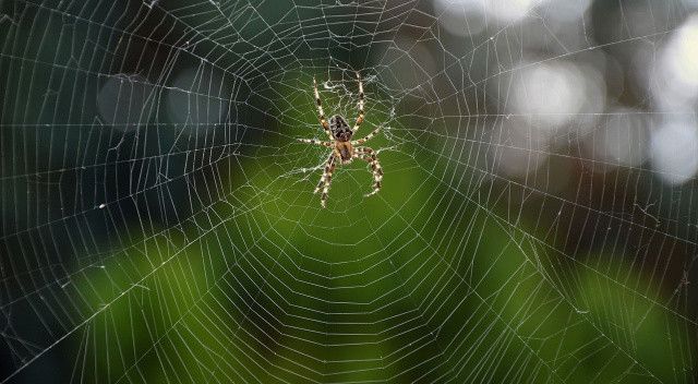 Zehriyle ölüm saçıyor! Sekiz gözlü kara dul örümceği Avrupa’yı alarma geçirdi